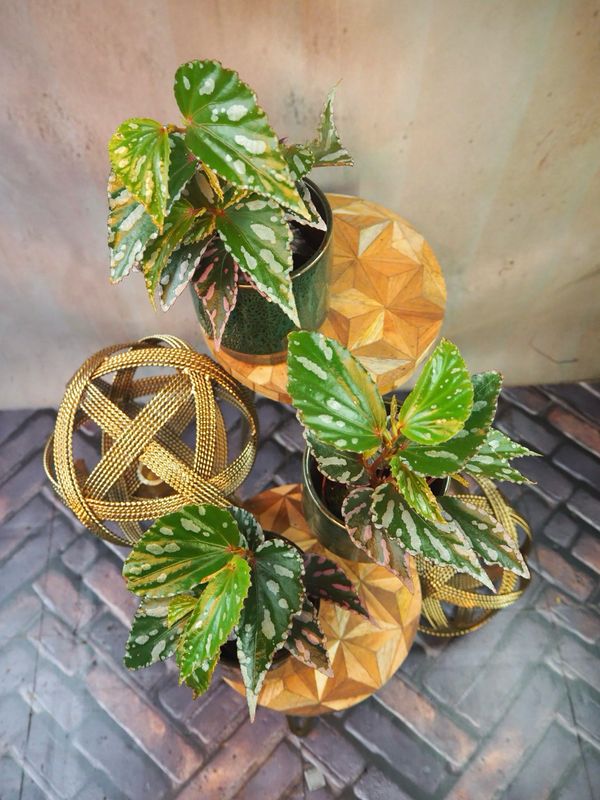 Begonia Julau