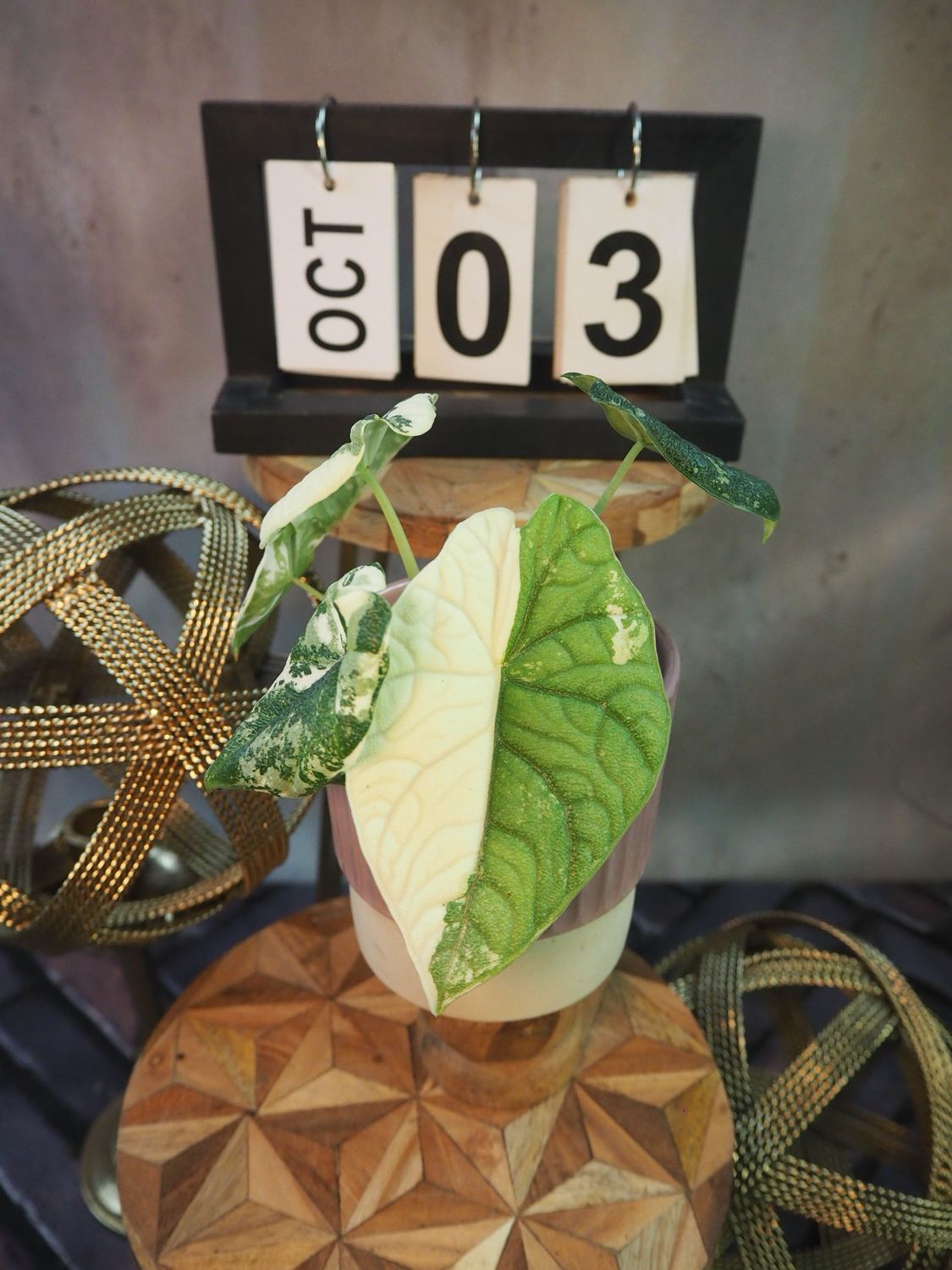 Alocasia Melo Variegata #3 Alocasia Melo Variegata #3