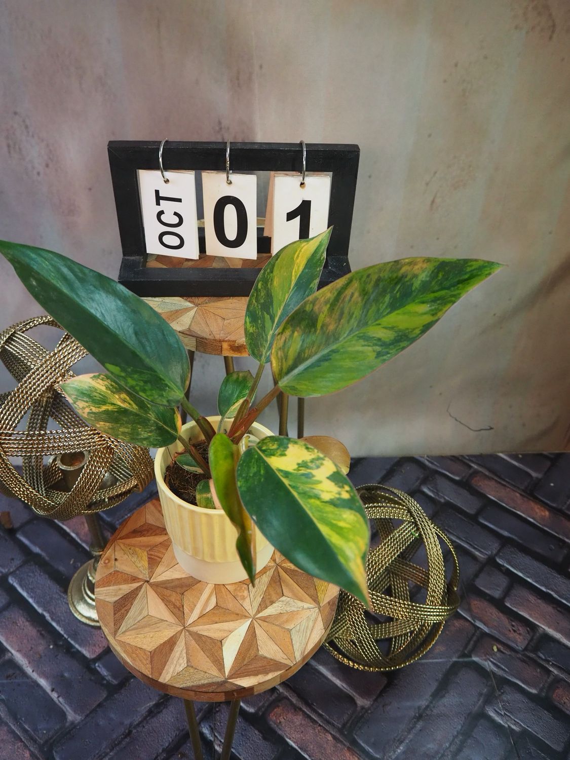Philodendron Red Congo Variegata #1 Philodendron Red Congo Variegata #1