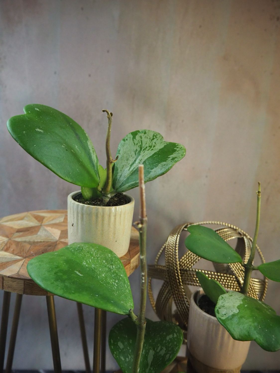 Hoya Kerrii Variegata Hoya Kerrii Variegata