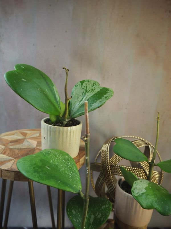 Hoya Kerrii Variegata 