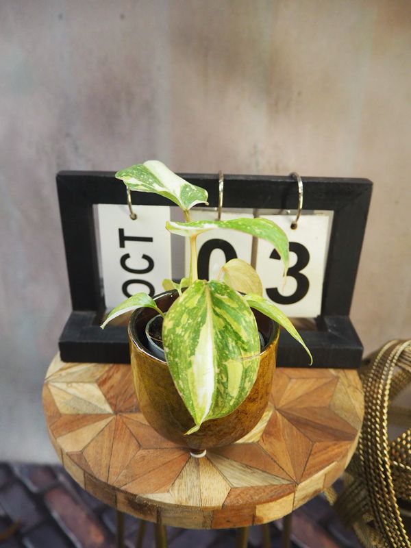 Philodendron Gloriosum Tricolor #3