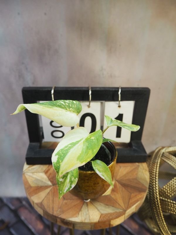 Philodendron Gloriosum Tricolor #1
