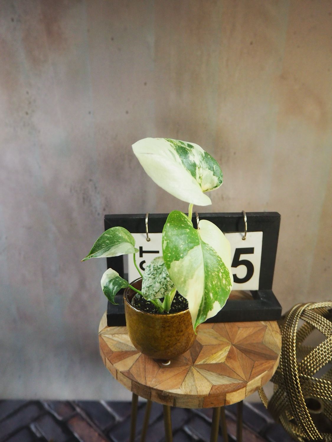 Monstera „Creme Brulee“ #S5 Monstera „Creme Brulee“ #S5