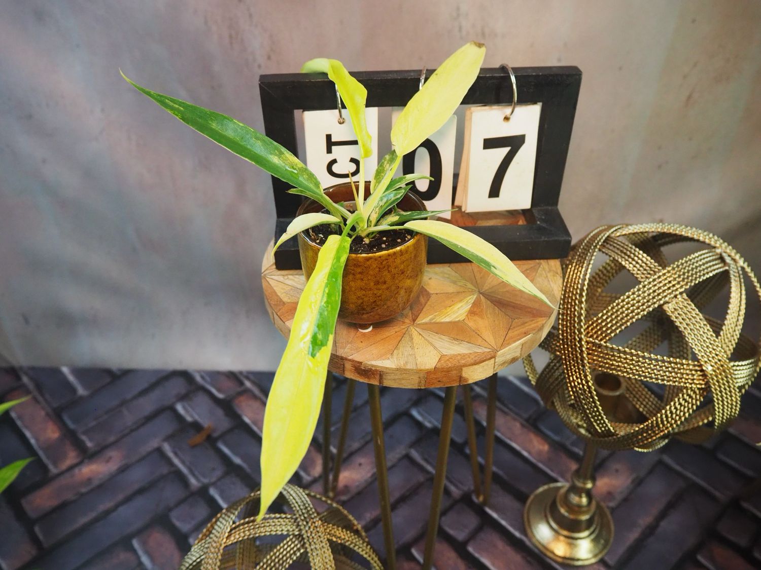 Philodendron Florida Beauty x Tortum #S7 Philodendron Florida Beauty x Tortum #S7