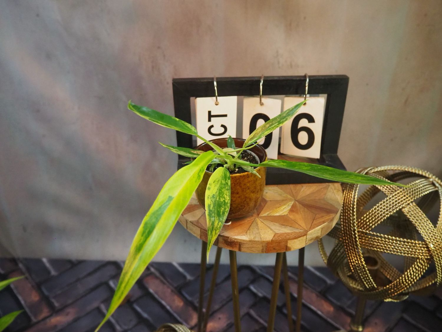 Philodendron Florida Beauty x Tortum #S6 Philodendron Florida Beauty x Tortum #S6