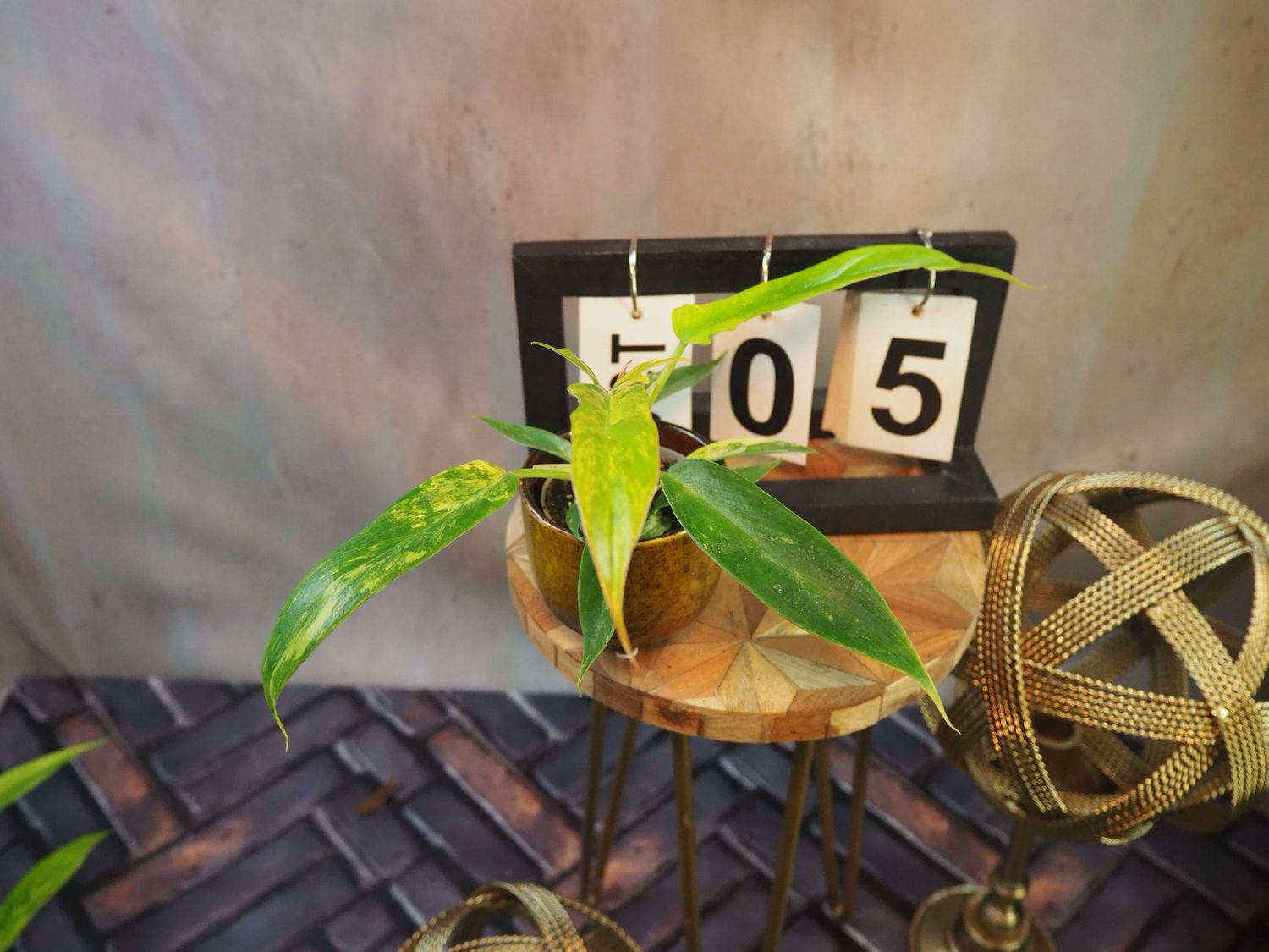 Philodendron Florida Beauty x Tortum #S5 Philodendron Florida Beauty x Tortum #S5