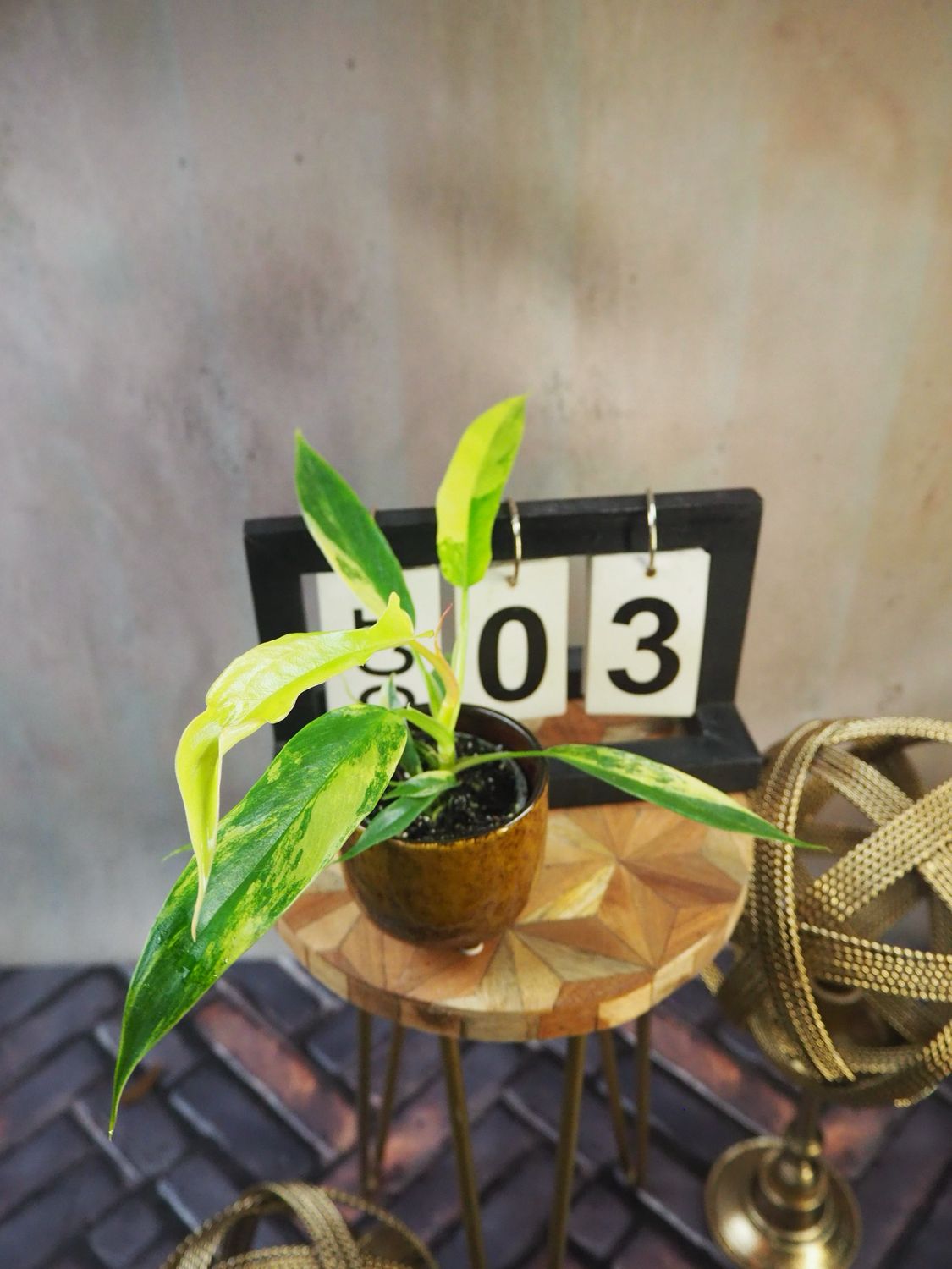 Philodendron Florida Beauty x Tortum #S3 Philodendron Florida Beauty x Tortum #S3