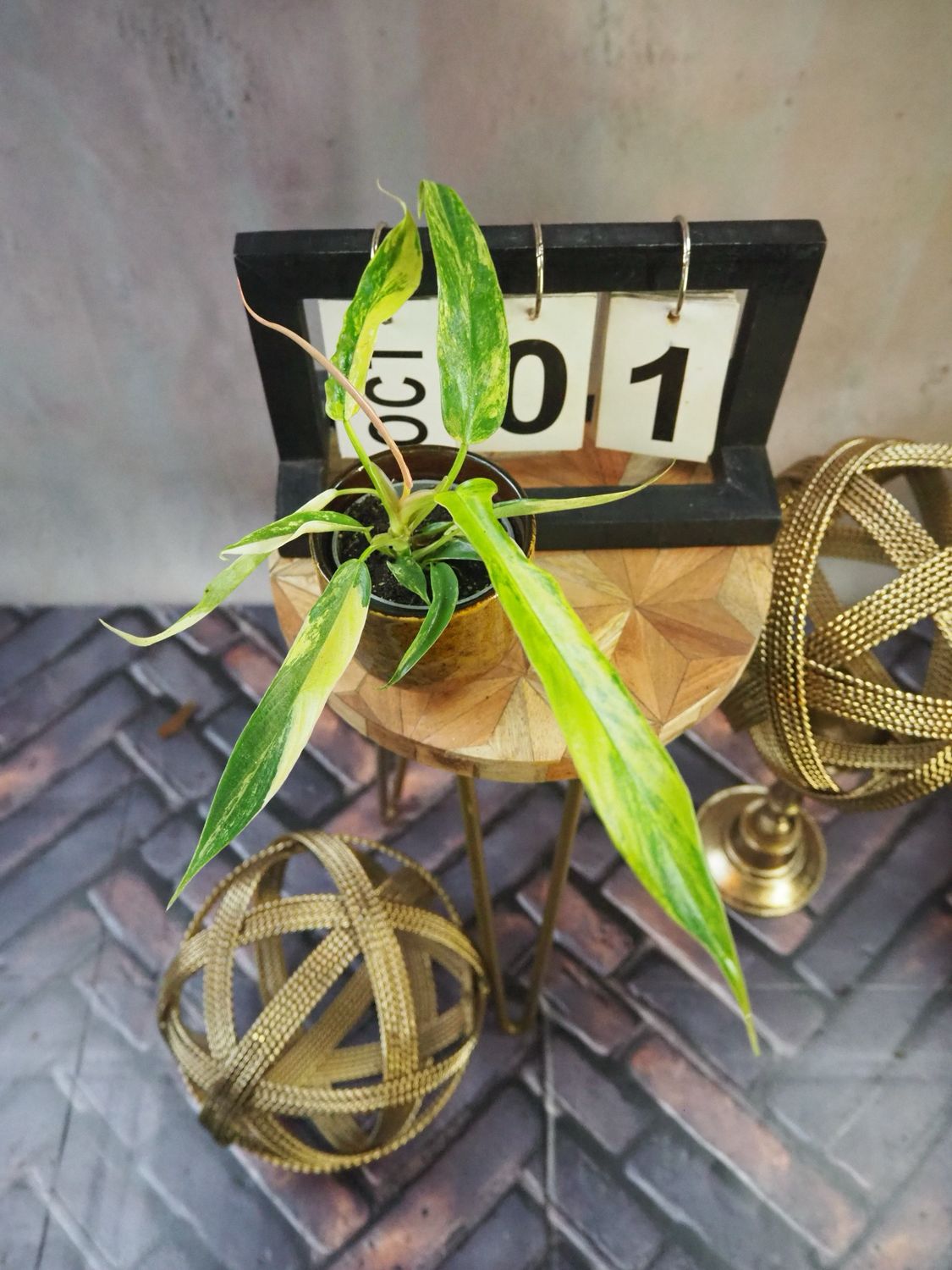 Philodendron Florida Beauty x Tortum #S1 Philodendron Florida Beauty x Tortum #S1