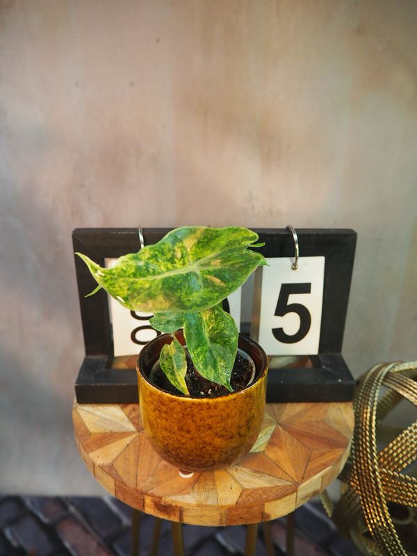 Alocasia Nairobi Nights Variegata #5