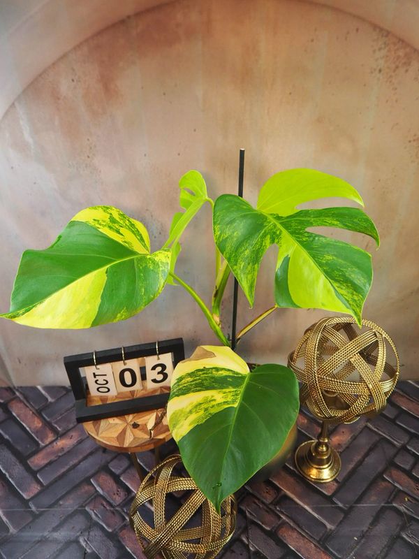 Monstera Aurea Variegata #3 Monstera Aurea Variegata #3