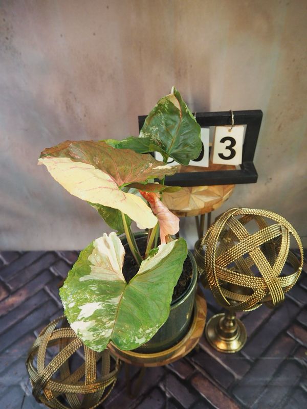 Syngonium Strawberry ICE Galaxy #3