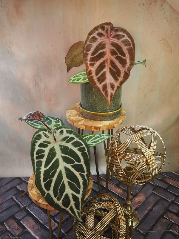 Anthurium Red Crystal Blush