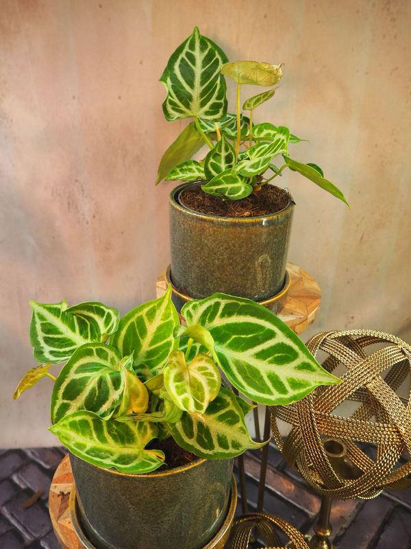 Anthurium Briëlle ‚16‘ x Briëlle ‚16‘