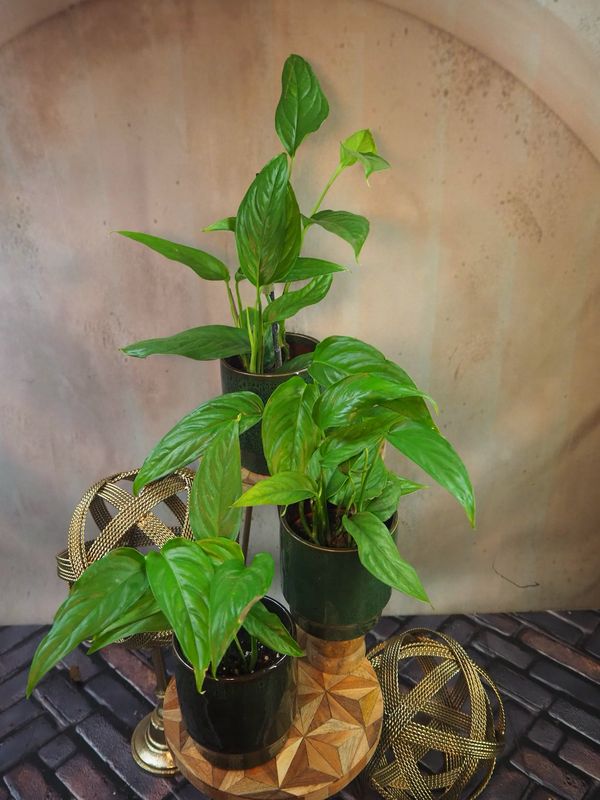 Monstera filamentous Monstera filamentous