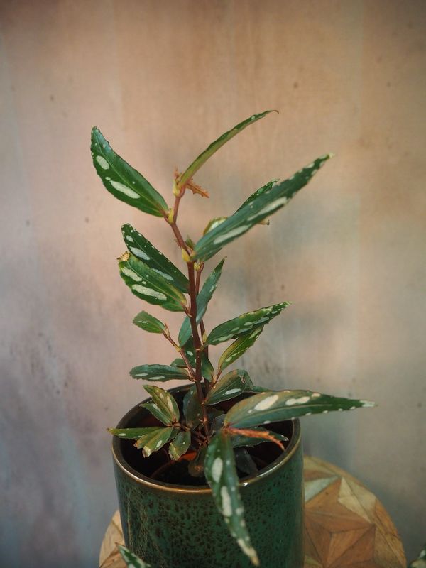 Begonia Julau Type 2