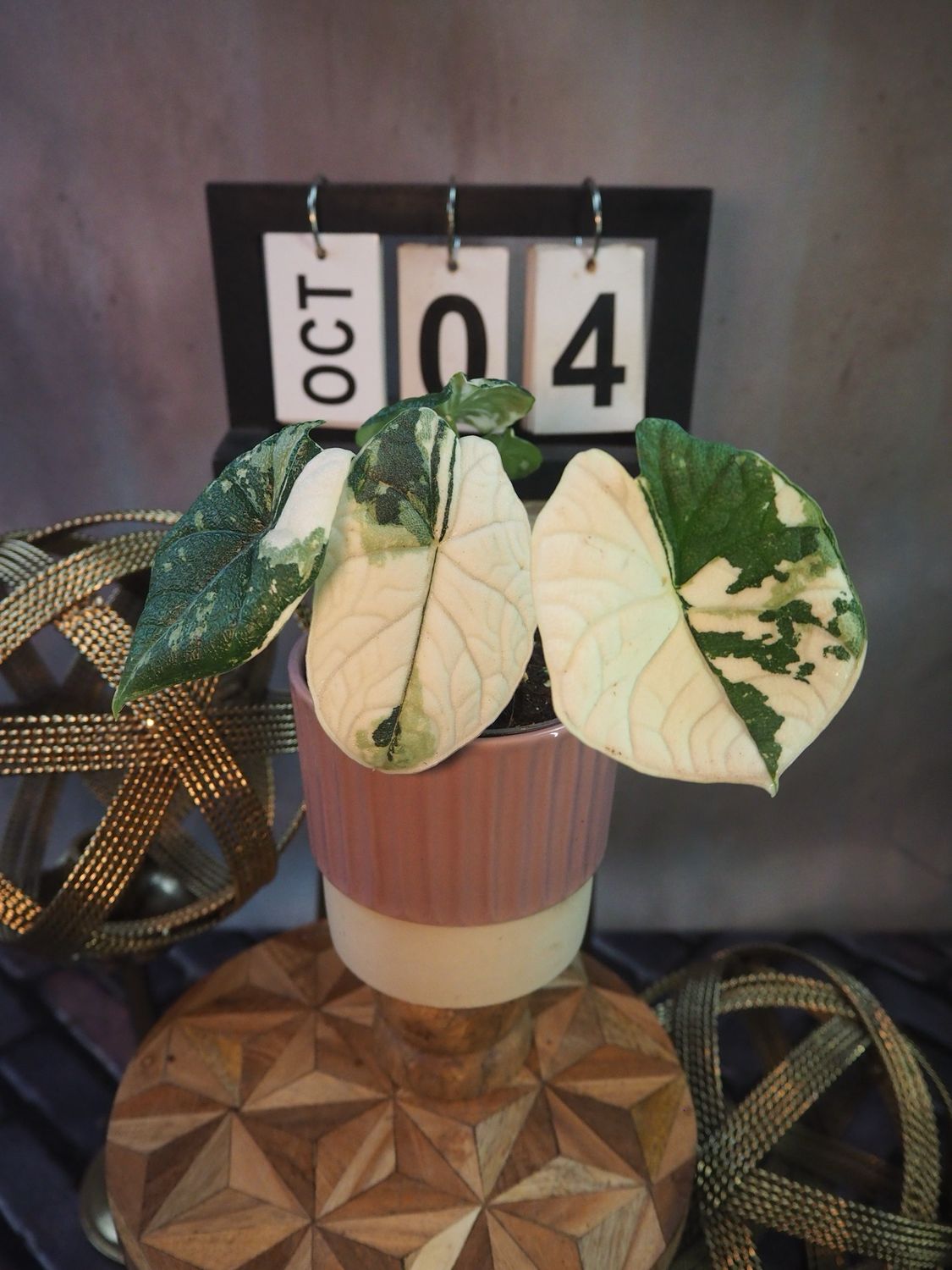 Alocasia Melo Variegata #4 Alocasia Melo Variegata #4