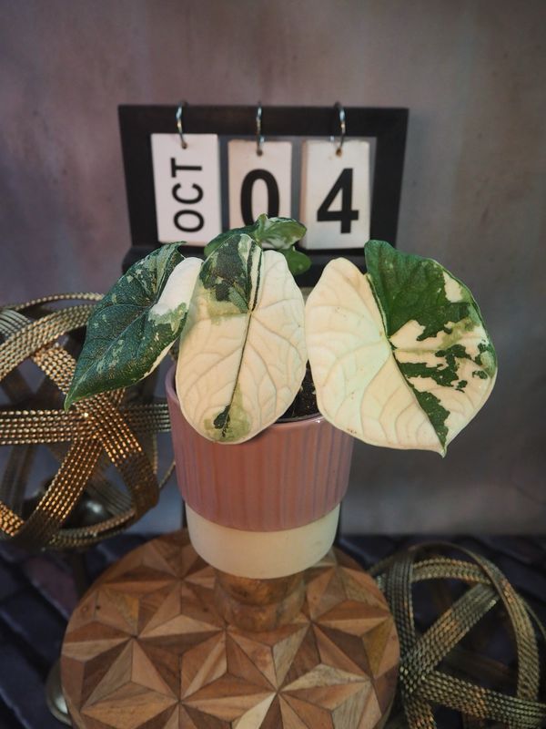Alocasia Melo Variegata #4