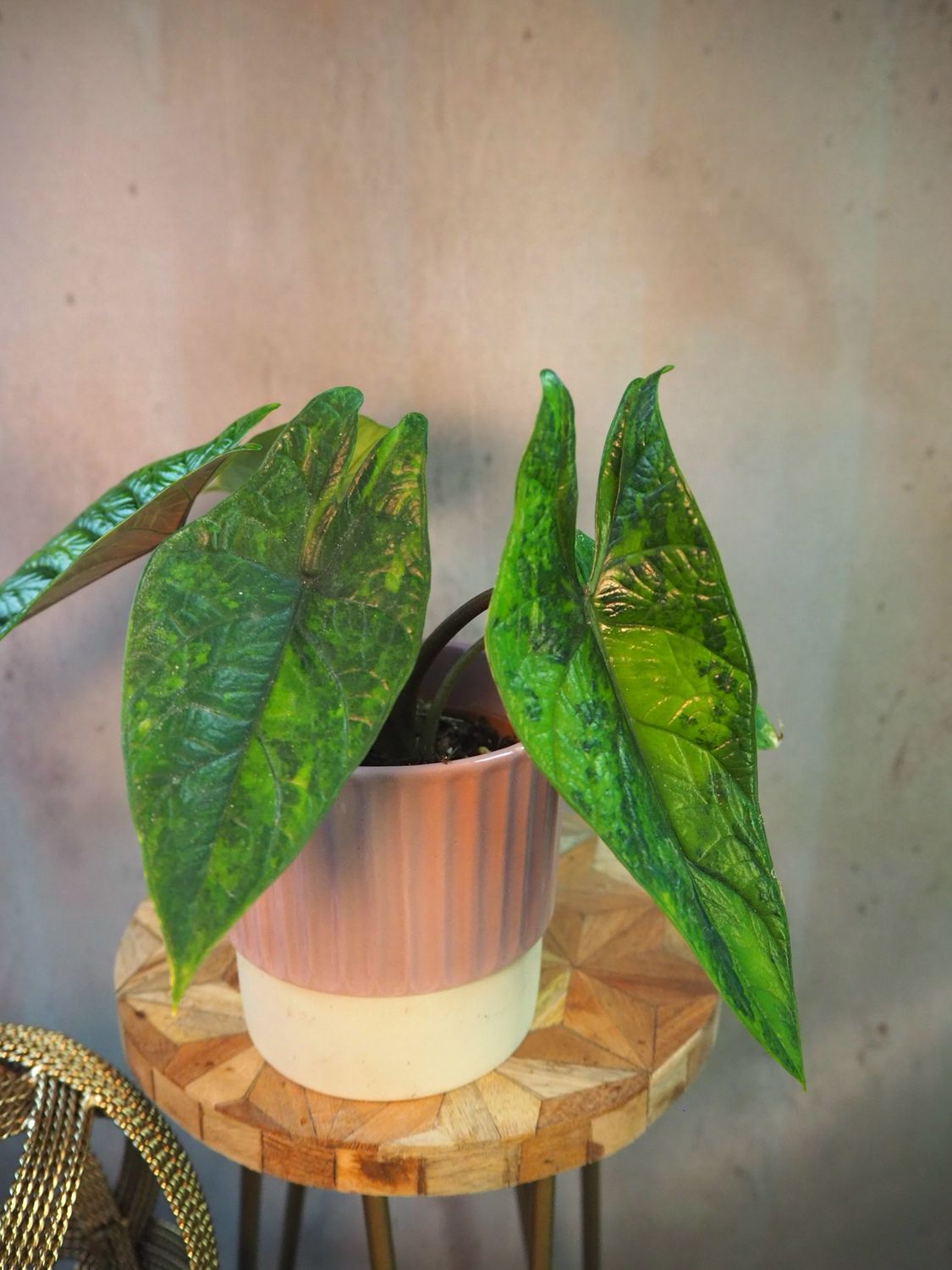 Alocasia Scalprum Aurea Variegata Alocasia Scalprum Aurea Variegata