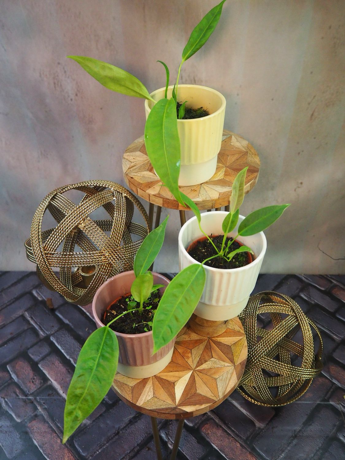 Anthurium Legume Anthurium Legume