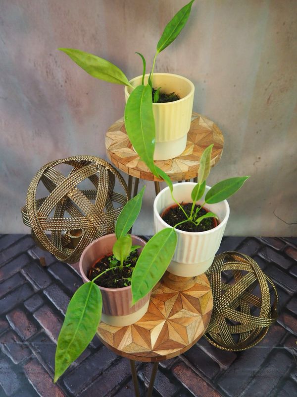 Anthurium Legume