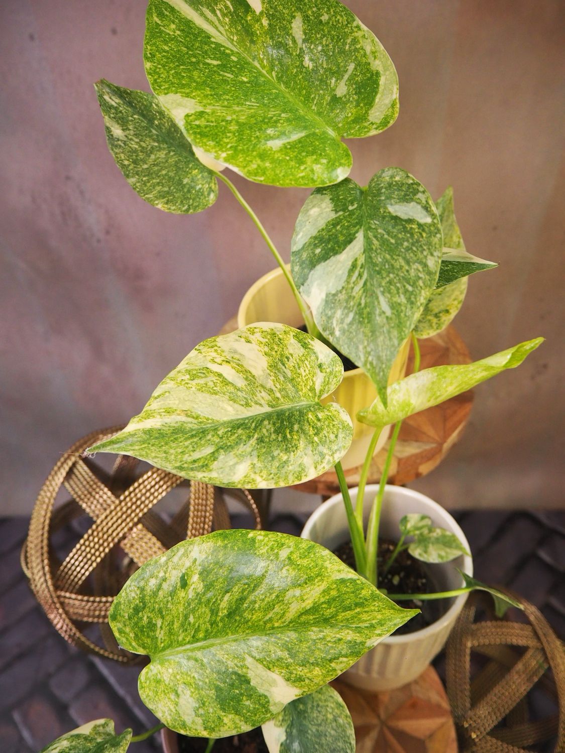 Monstera Green Snow Monstera Green Snow