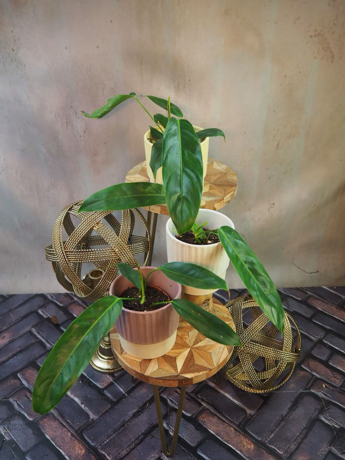Philodendron patriciae Philodendron patriciae