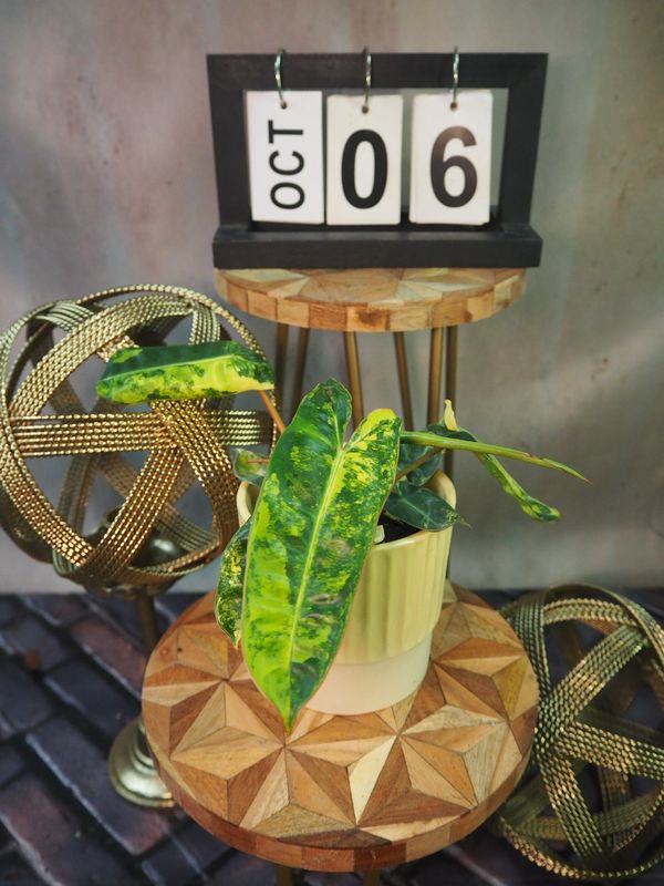 Philodendron Billietiae Variegata #6