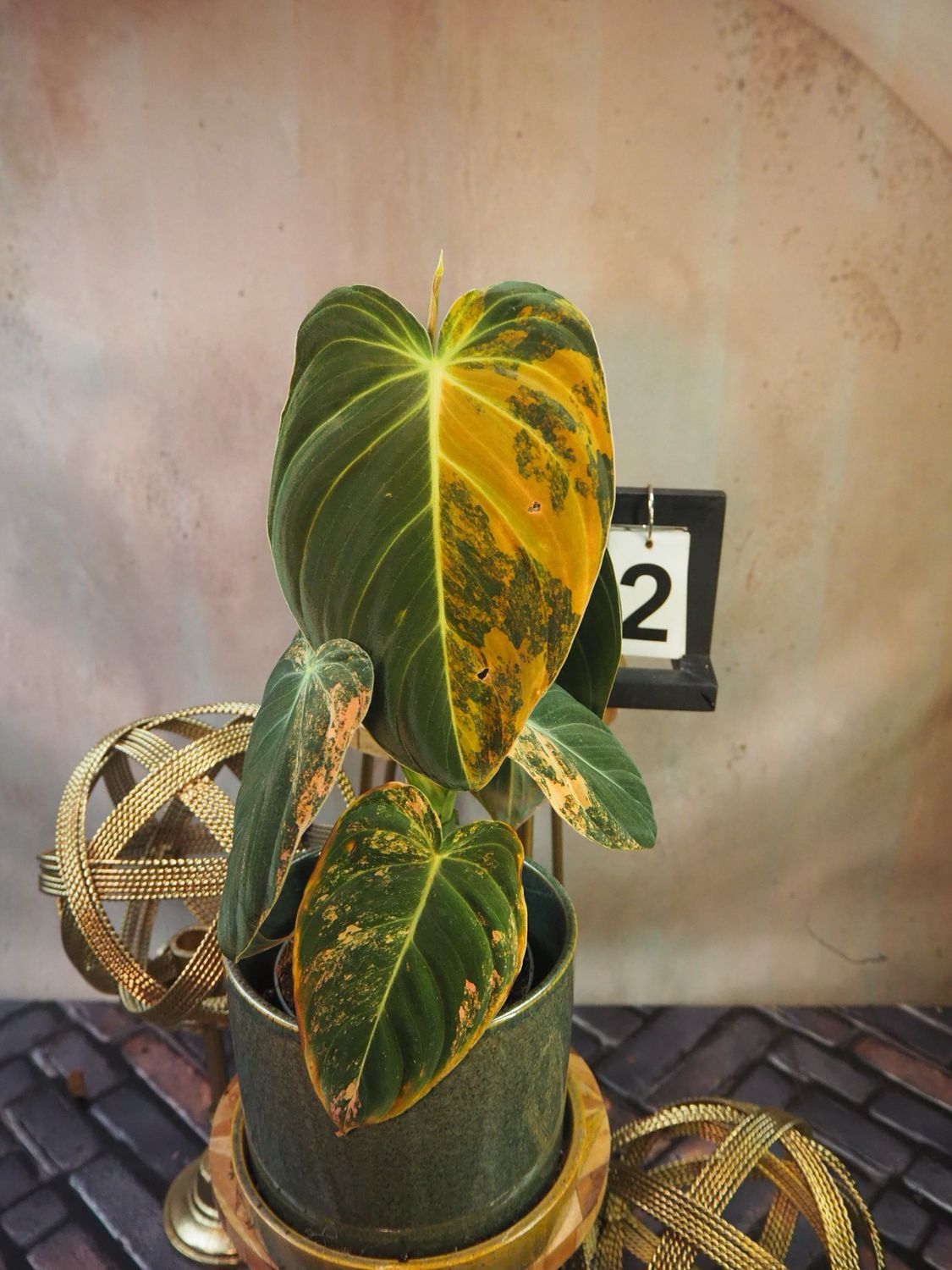 Philodendron melanochrysum Variegata „Orange Bonfire“ #2 Philodendron melanochrysum Variegata „Orange Bonfire“ #2