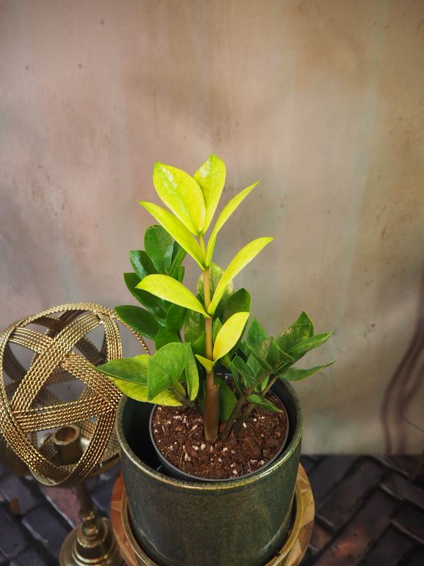 zamioculcas zamiifolia Chameleon
