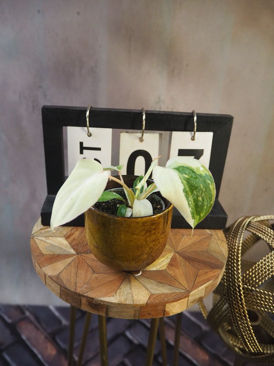 Philodendron Gloriosum Tricolor #7 Philodendron Gloriosum Tricolor #7