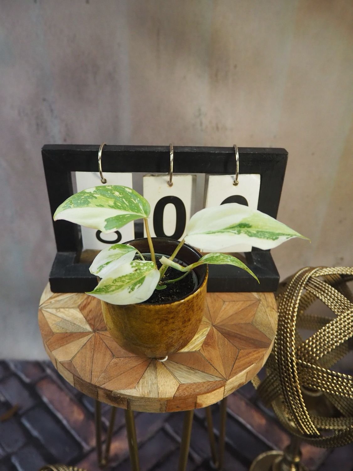Philodendron Gloriosum Tricolor #6 Philodendron Gloriosum Tricolor #6