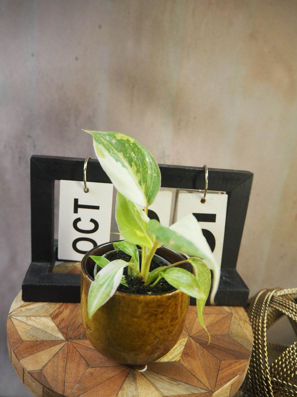 Philodendron Gloriosum Tricolor #5 Philodendron Gloriosum Tricolor #5