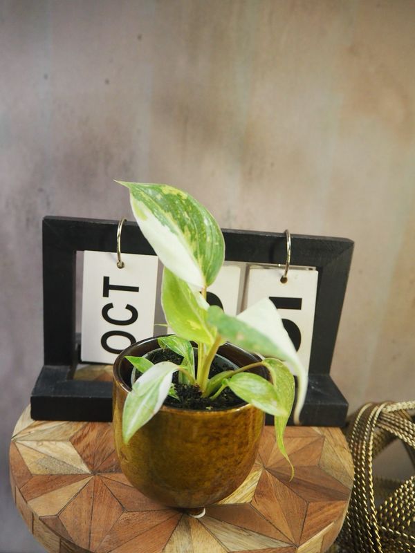 Philodendron Gloriosum Tricolor #5