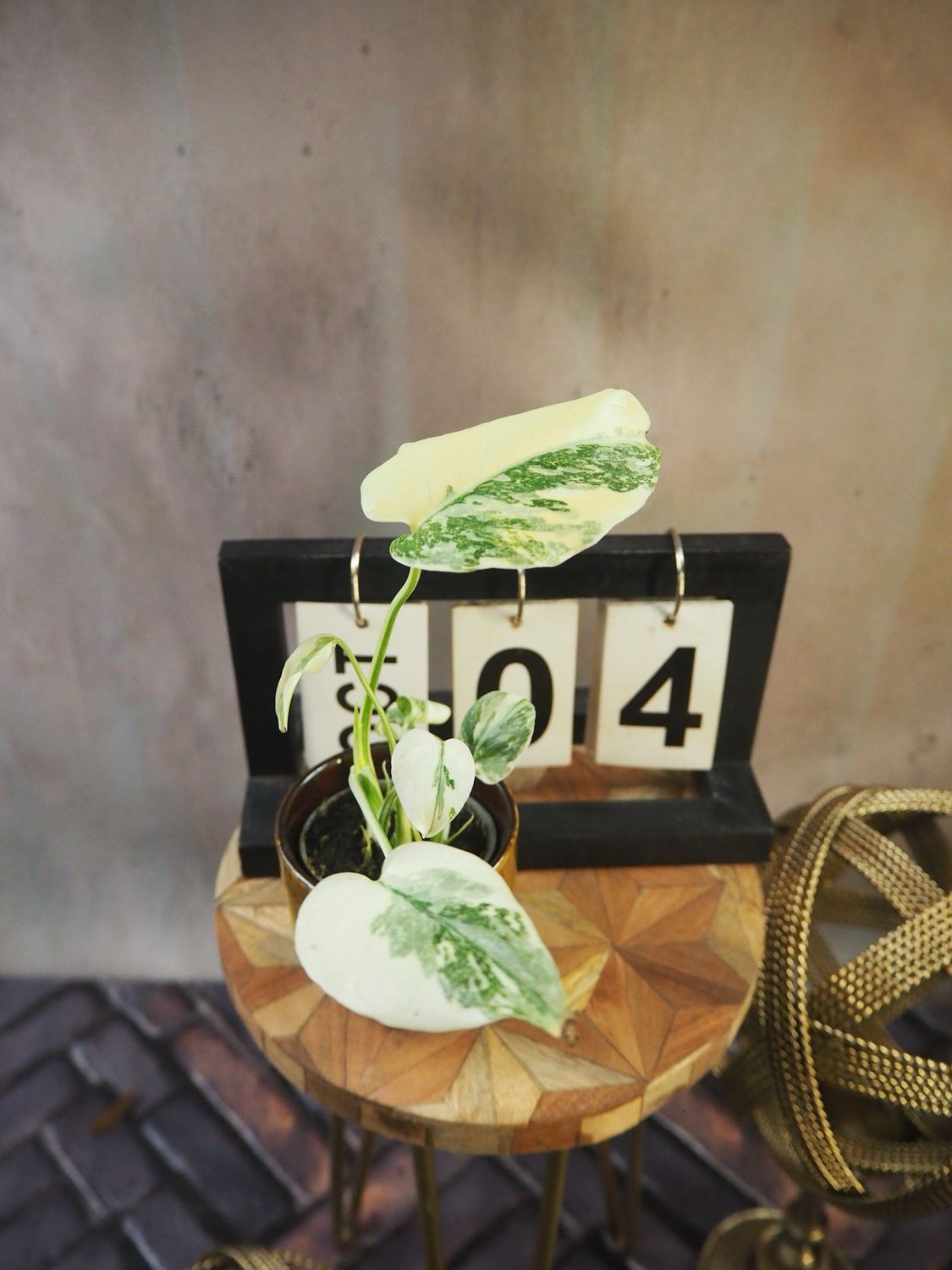 Monstera „Creme Brulee“ #S4 Monstera „Creme Brulee“ #S4