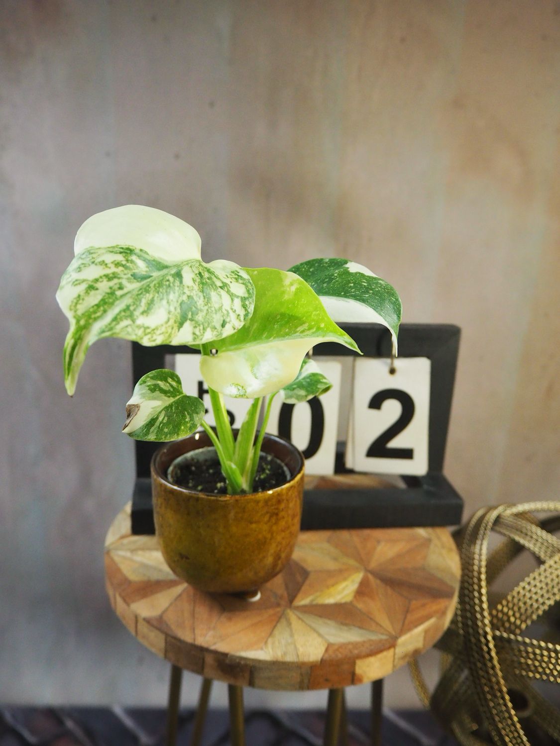 Monstera „Creme Brulee“ #S2 Monstera „Creme Brulee“ #S2