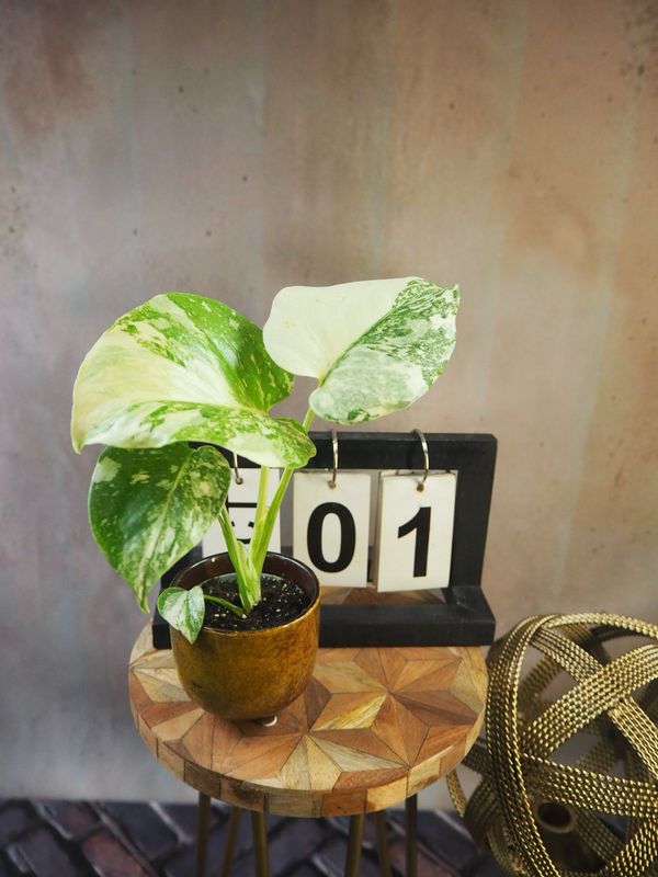Monstera „Creme Brulee“ #S1 Monstera „Creme Brulee“ #S1