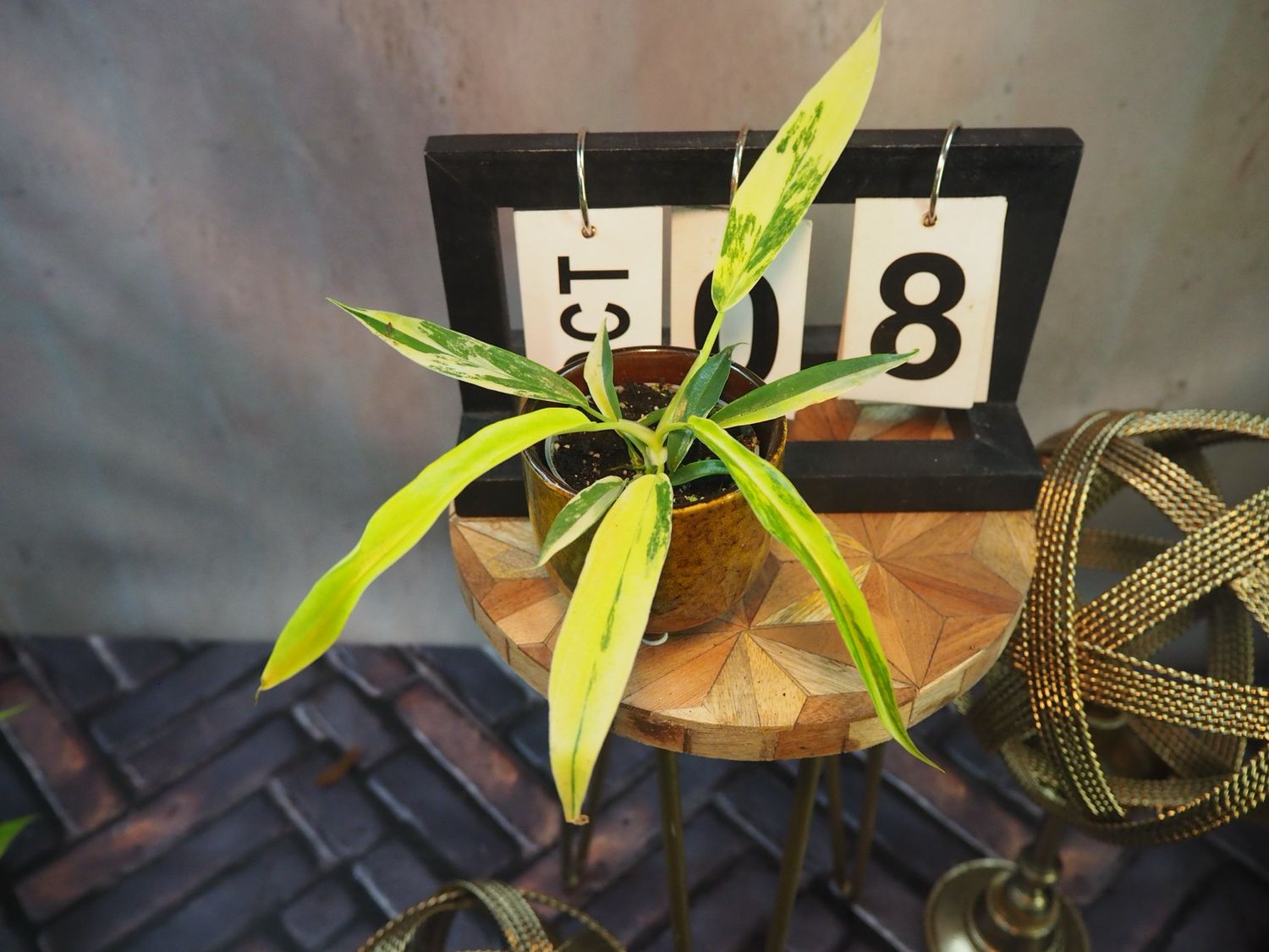 Philodendron Florida Beauty x Tortum #S8 Philodendron Florida Beauty x Tortum #S8