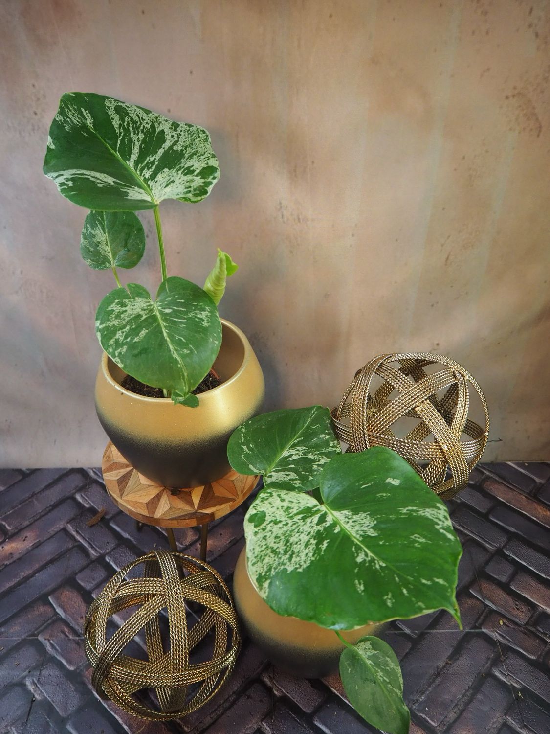 Monstera Bulbasaur M Monstera Bulbasaur M