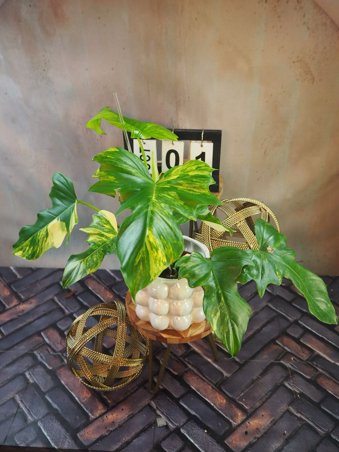Philodendron Mayoi x Florida Beauty #1 Philodendron Mayoi x Florida Beauty #1