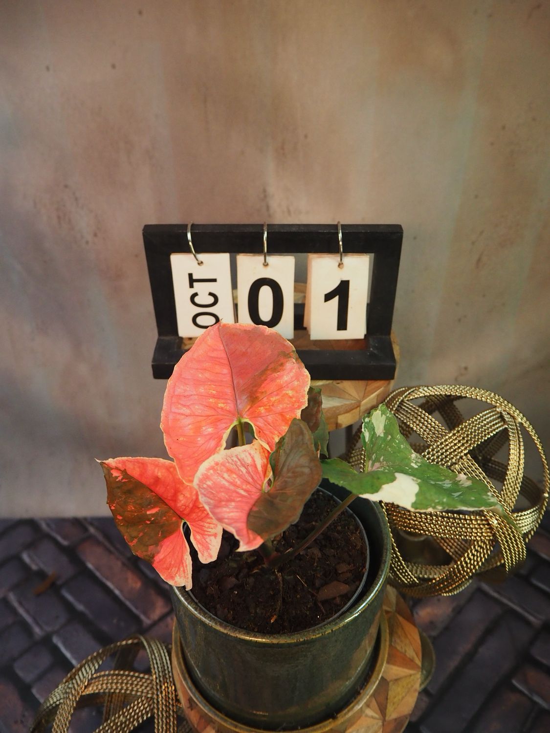 Syngonium Strawberry ICE Galaxy #1 Syngonium Strawberry ICE Galaxy #1