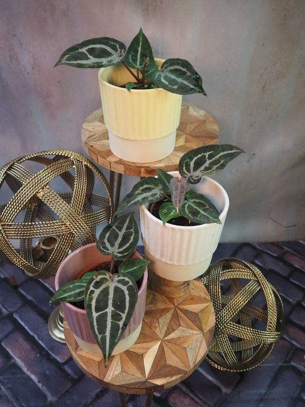 Anthurium Crystallinum Red
