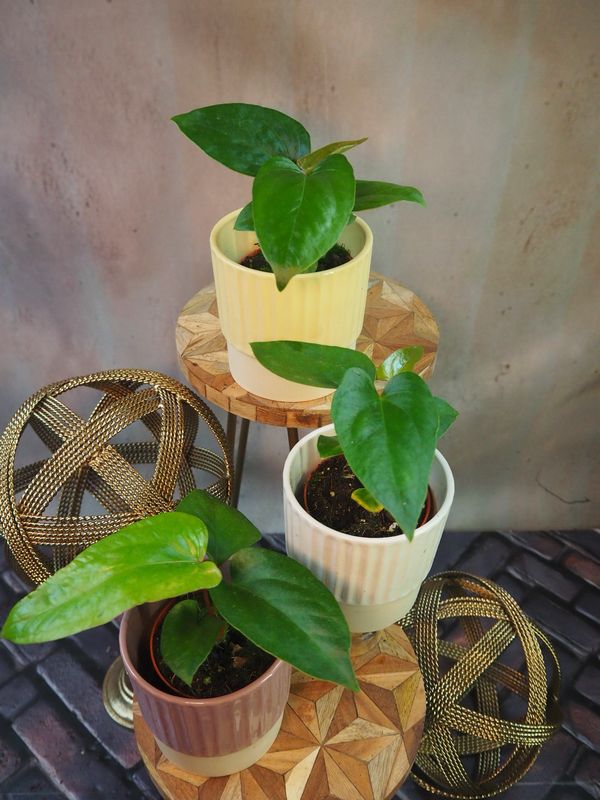 Anthurium Pinkleyi