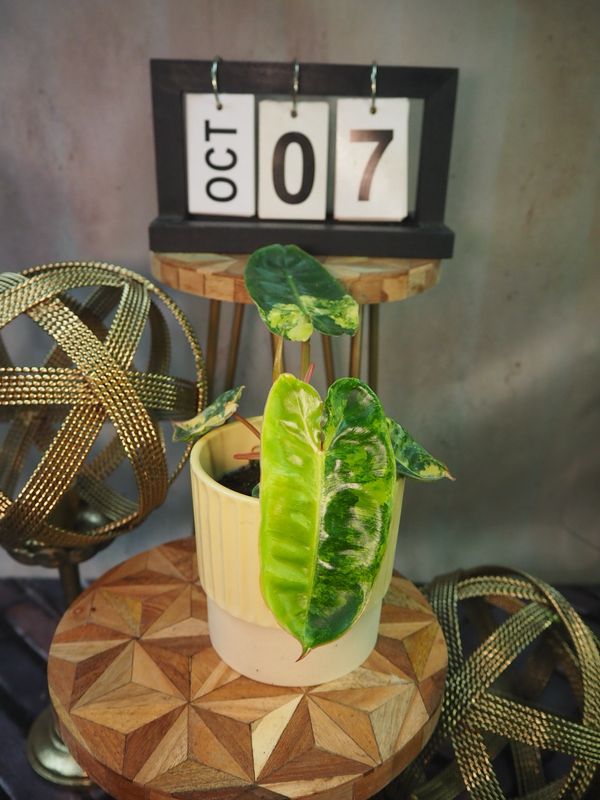Philodendron Billietiae Variegata #7