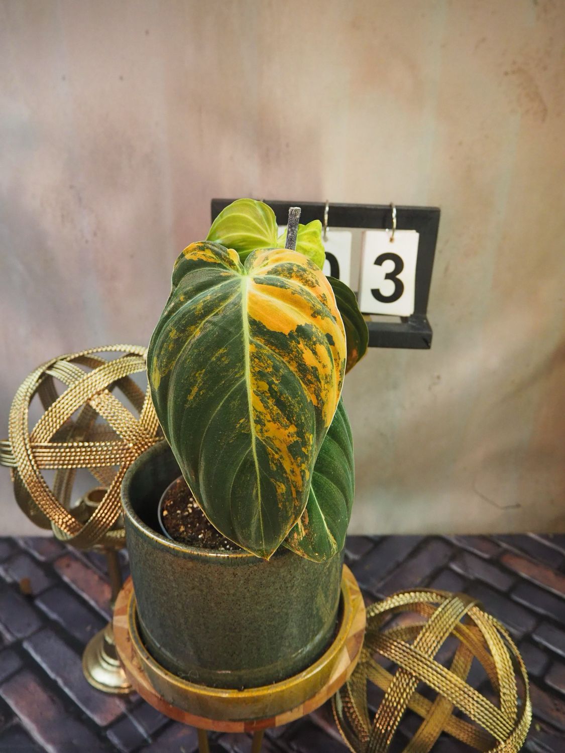Philodendron melanochrysum Variegata „Orange Bonfire“ #3 Philodendron melanochrysum Variegata „Orange Bonfire“ #3