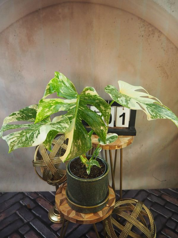Monstera „Creme Brulee“ #1 Monstera „Creme Brulee“ #1