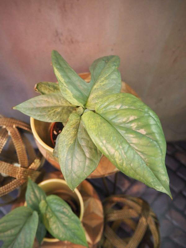 Amydrium Medium Silver Variegata