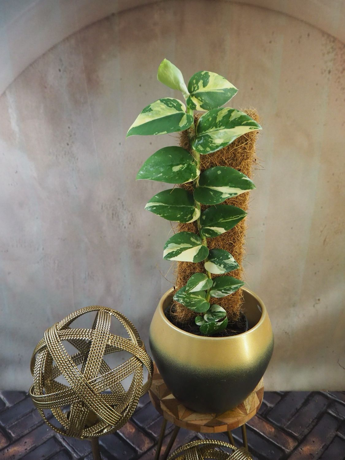 Rhaphidophora hongkongensis Albo