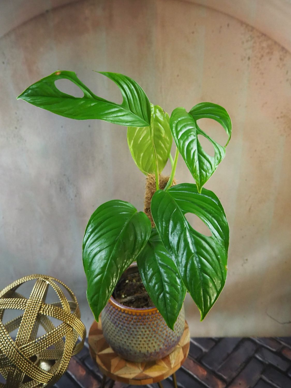 Monstera NoID