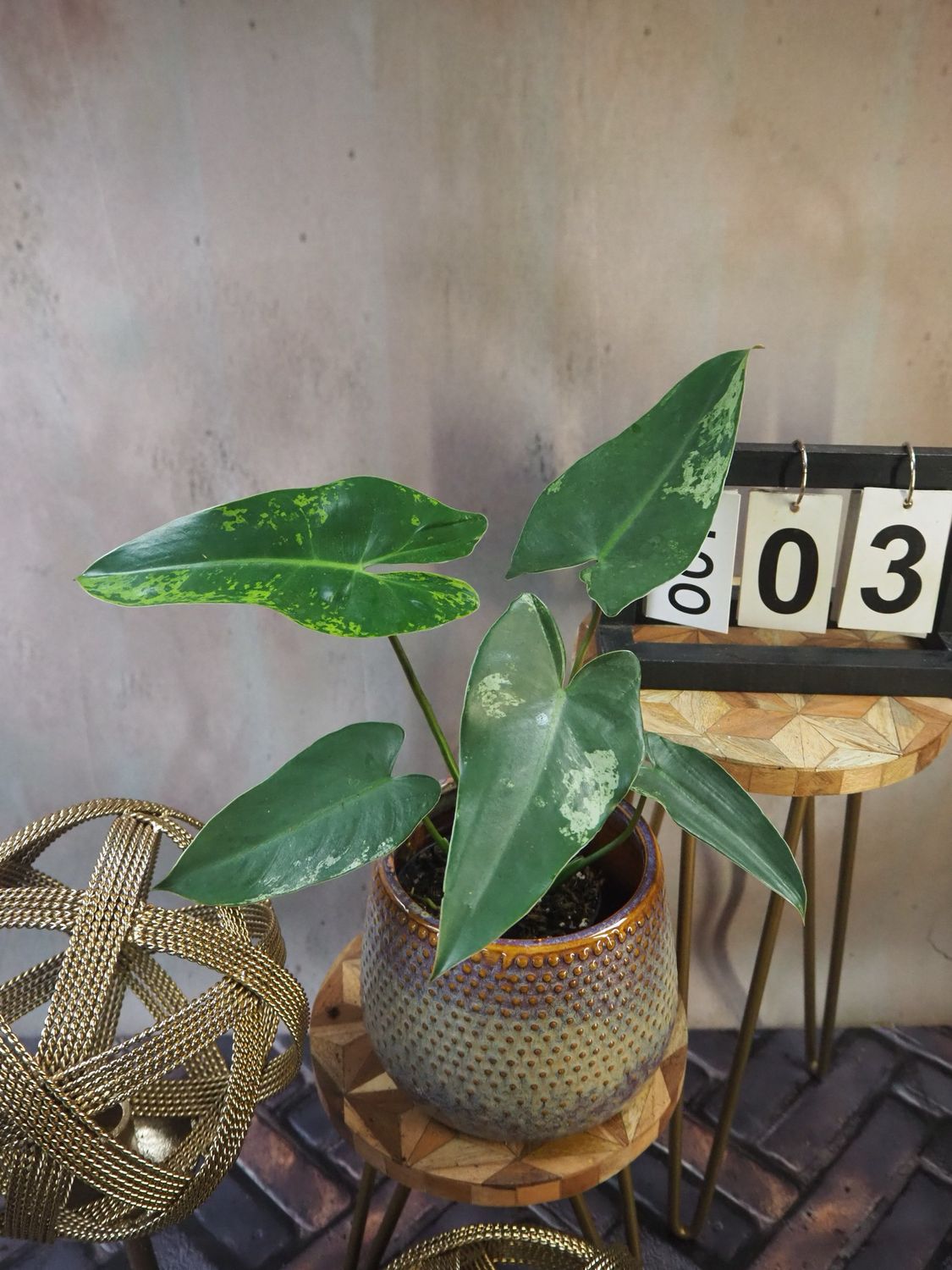 Philodendron Ilsemanii #3 Philodendron Ilsemanii #3